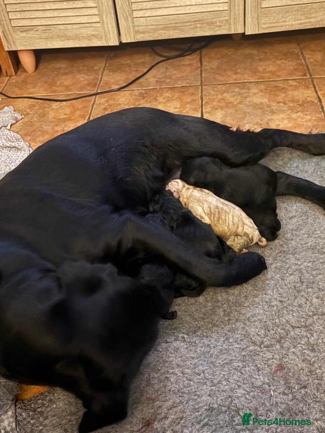 Labrador Retriever dogs for sale: Beautiful Black Labrador Puppies KC Registered  - Image 11