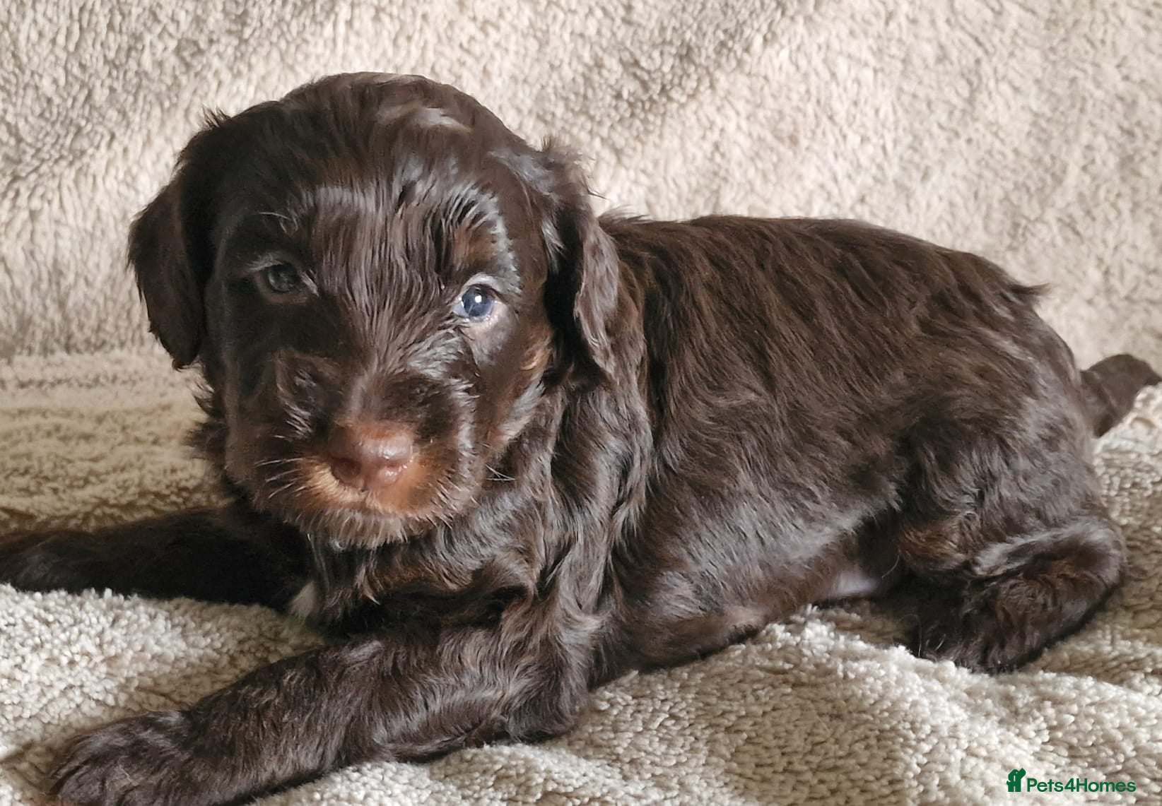 Cockapoo dogs Cockapoos F1 DNA Health tested patents - Advert 11