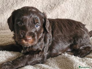 Cockapoo dogs Cockapoos F1 DNA Health tested patents - Advert 11