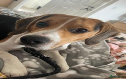 Beagle dogs for stud: Beagle **Stud only** - Image 5