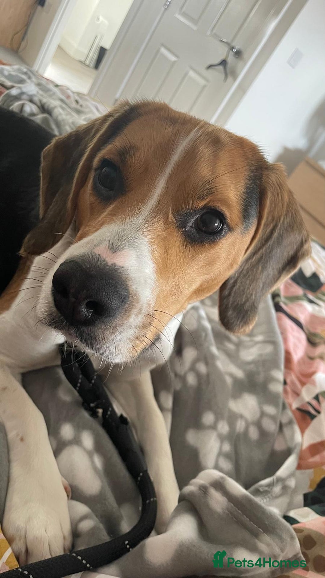 Beagle dogs for stud: Beagle **Stud only** - Image 5