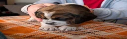 Beagle dogs for sale: 2 Femals Beagles Available  - Advert 4