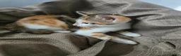 Mixed Breed cats for sale: Beautiful Bengal × British Shorthair Kittens - Advert 15