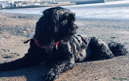 Shih Tzu dogs for sale: Shihtzu  - Image 17