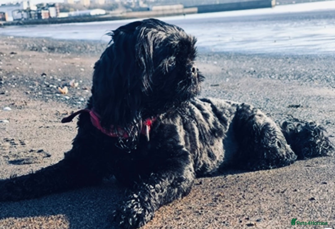 Shih Tzu dogs for sale: Shihtzu  - Image 17