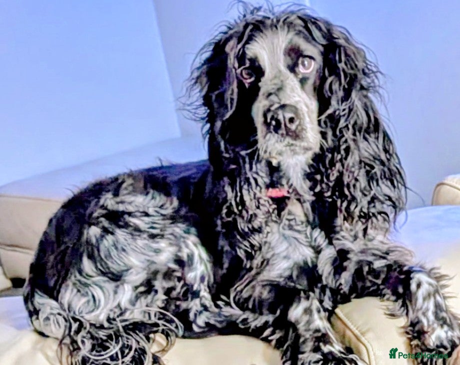 Cocker Spaniel dogs for sale: Exceptional Home Reared Cocker Spaniel Puppies - Advert 1