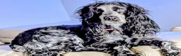 Cocker Spaniel dogs for sale: Exceptional Home Reared Cocker Spaniel Puppies in Mansfield - Advert 1