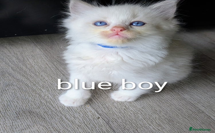Ragdoll cats - Advert 2
