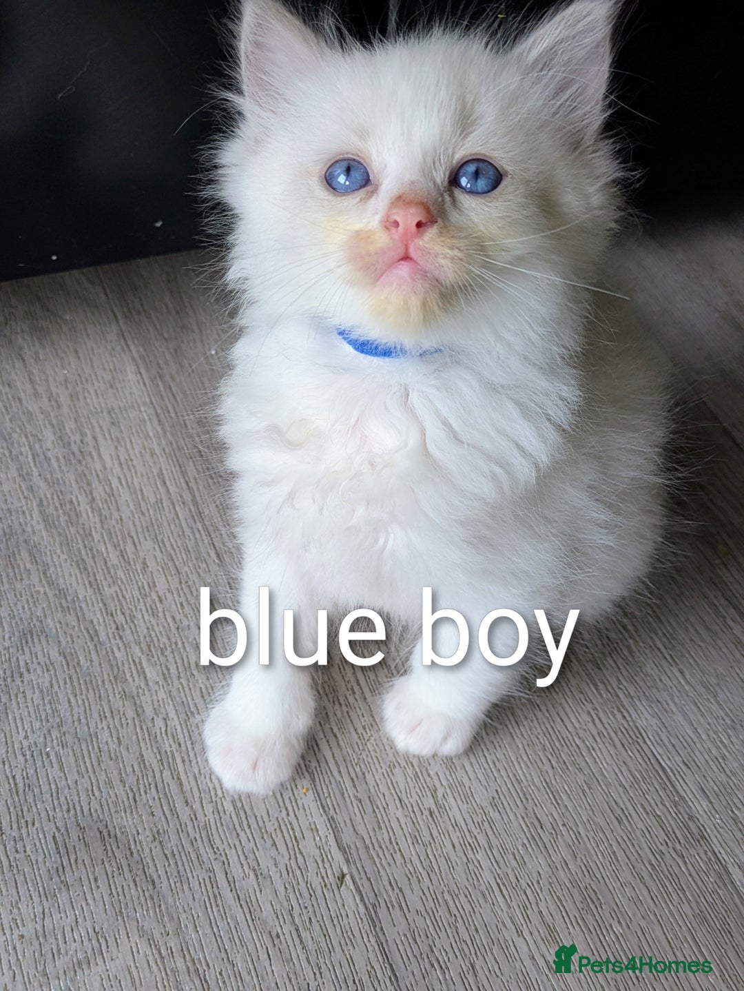 Ragdoll cats for sale: 6 beautiful pure Ragdoll  - Image 1