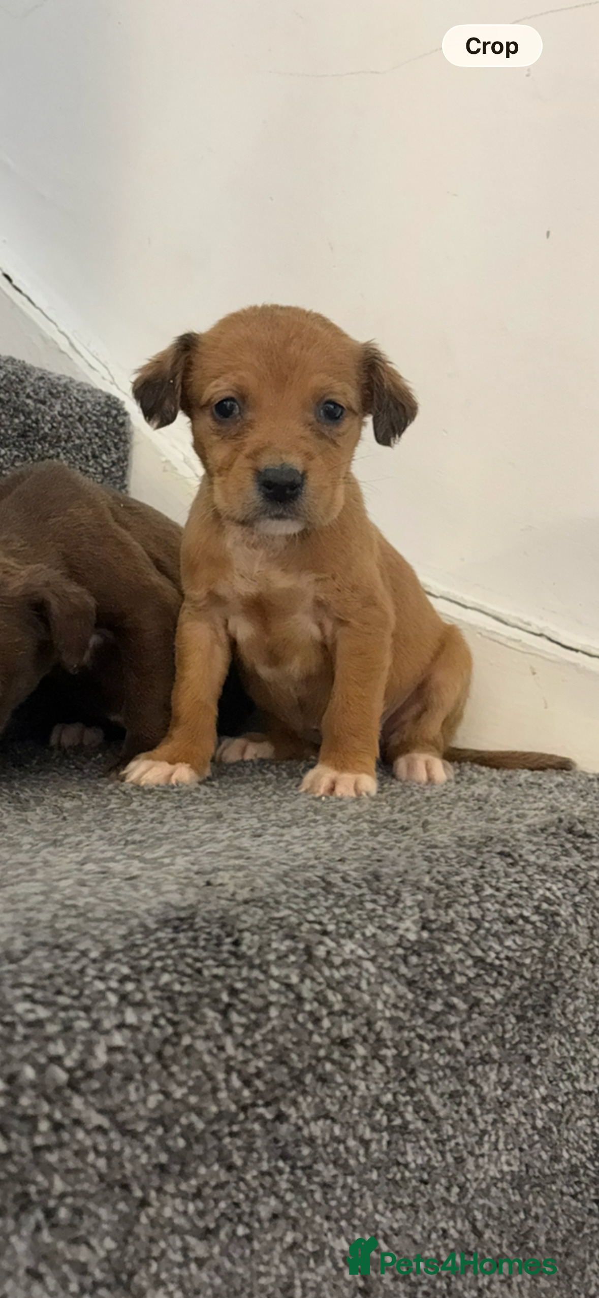 Jackapoo dogs for sale: Jackpoo puppies  - Advert 1