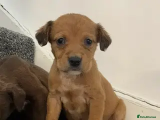 Jackapoo dogs Jackpoo puppies - Advert 5