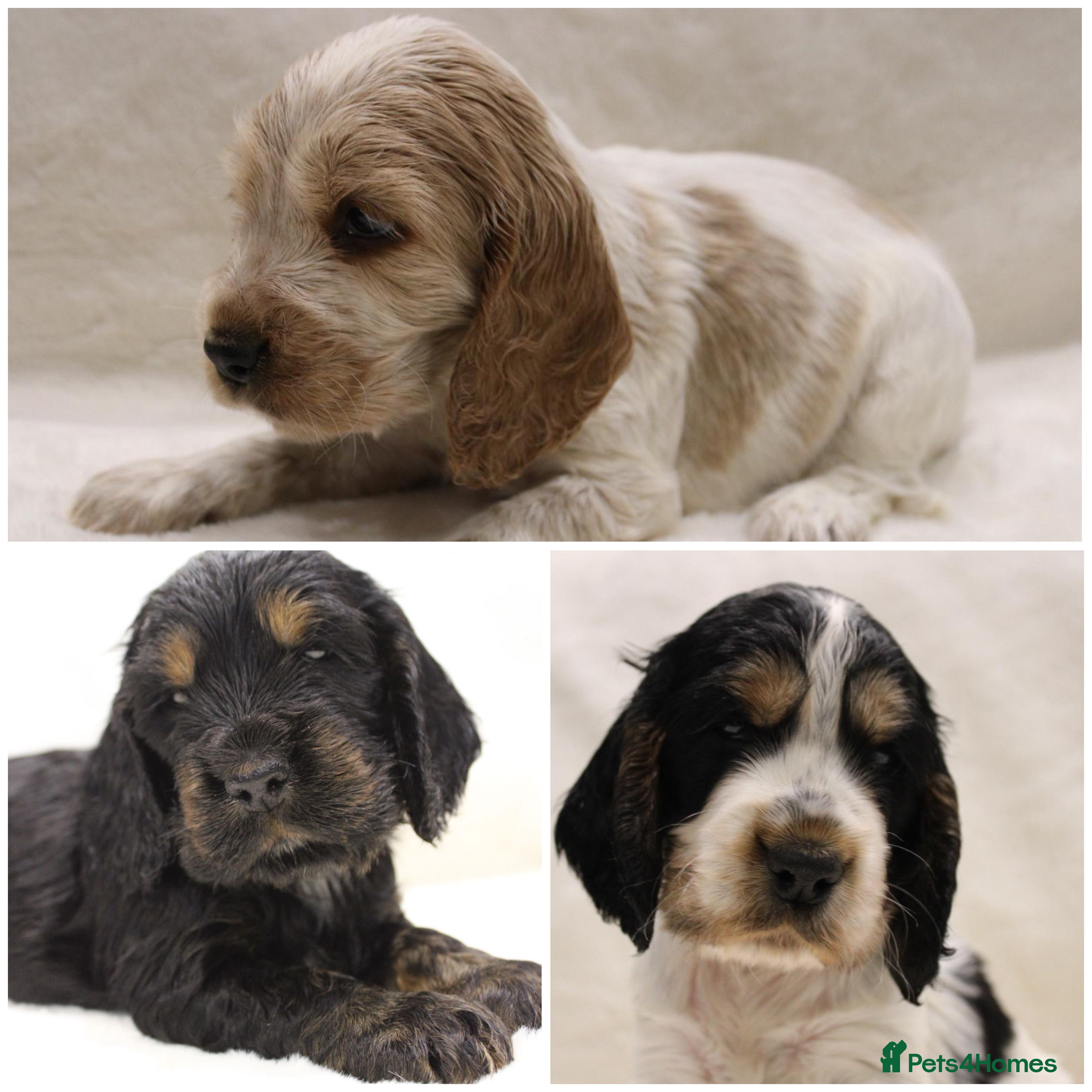 Cocker Spaniel dogs Kc Show type Cocker Spaniels  - Advert 5