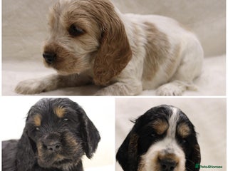 Cocker Spaniel dogs Kc Show type Cocker Spaniels - Advert 13