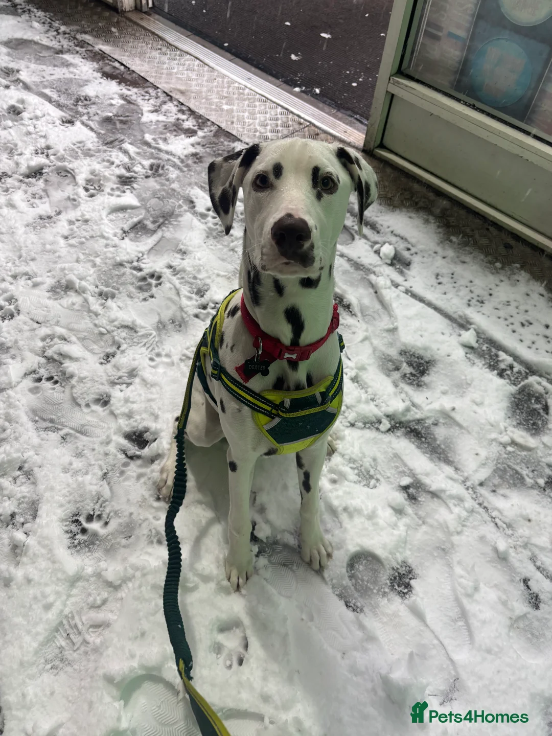 Dalmatian dogs for sale: 8 month old Dalmation  - Advert 7