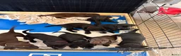 Labrador Retriever dogs for sale: Gorgeous Labrador Puppies – Ready Now 🐾 - Advert 10