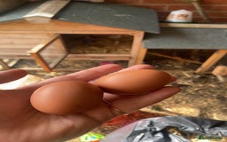 Chickens poultry for sale: Two hens for sale - Image 3