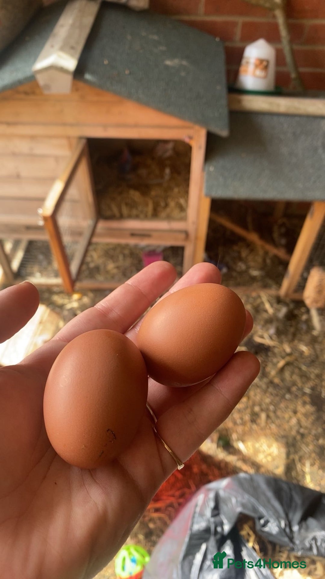 Chickens poultry for sale: Two hens for sale - Image 3