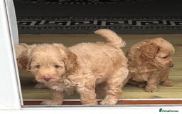 Cockapoo dogs for sale: Stunning cockapoo’s  - Image 18