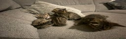 Tibetan cats for sale: 4 beautiful tabby kittens - Advert 4