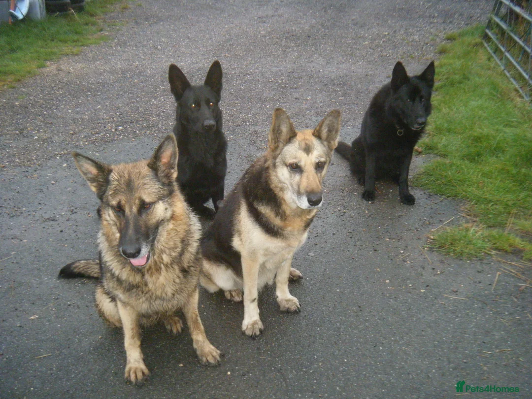 German Shepherd dogs for sale: Young Female German Shepherd (GSD)  - Advert 5