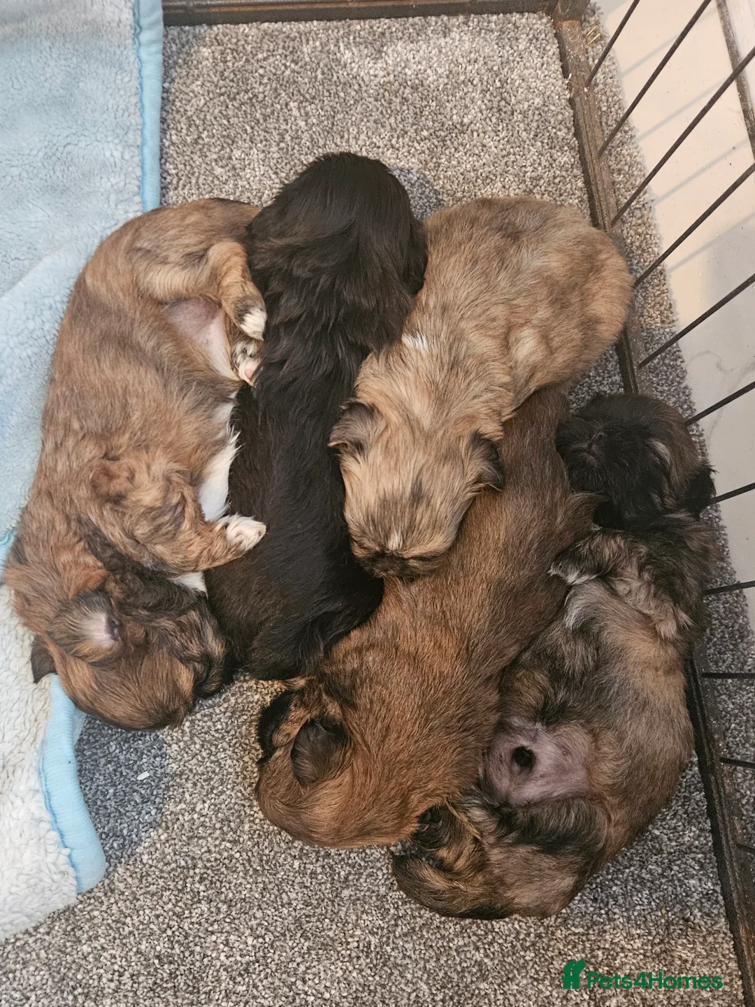 Shih Tzu dogs for sale: Shihtzu puppys  - Advert 3