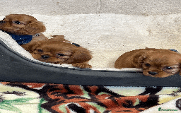 Cavalier King Charles Spaniel dogs for sale: Ruby Red Cavalier puppies ready for new homes ❤️ - Image 10