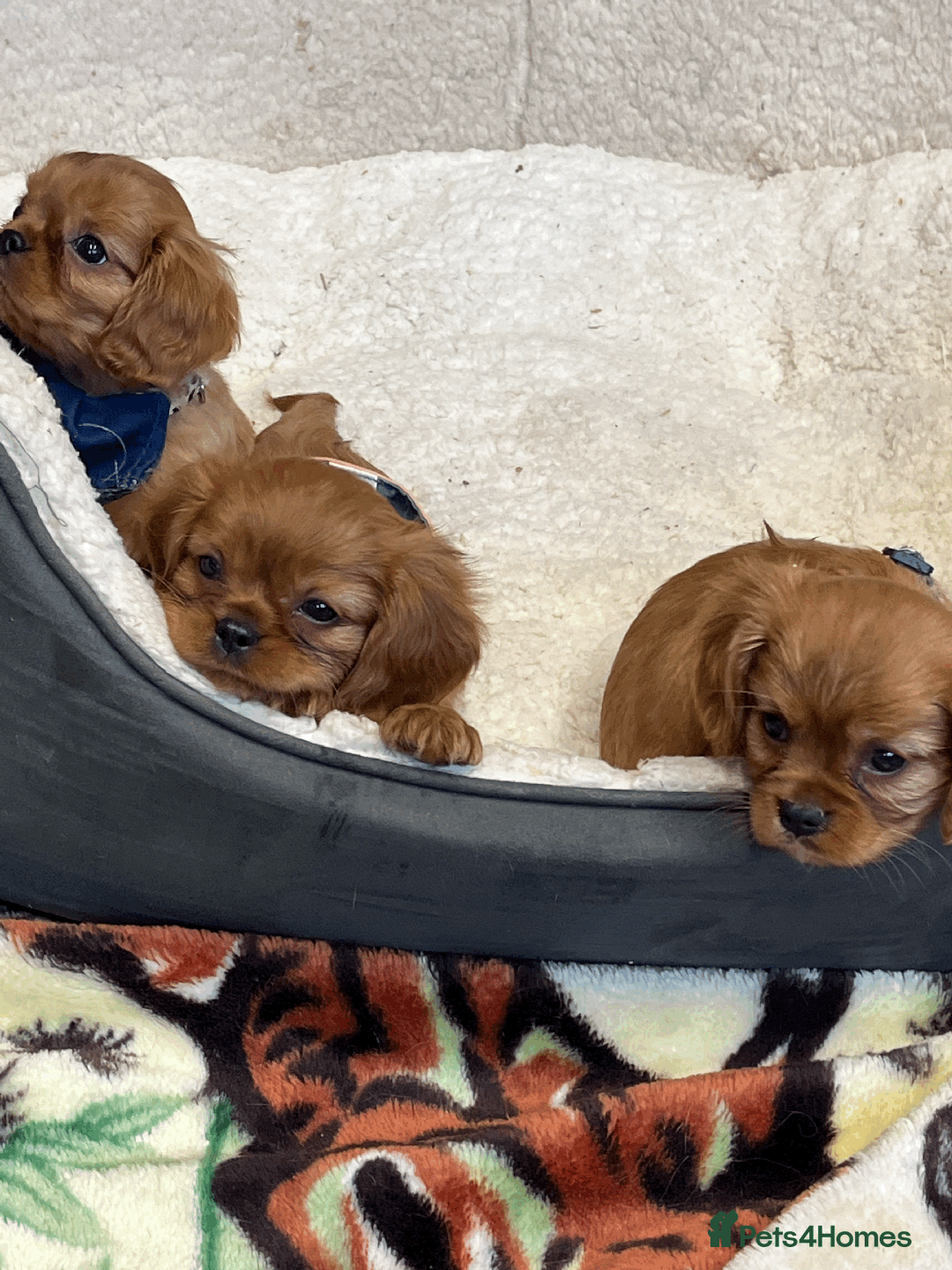 Cavalier King Charles Spaniel dogs for sale: Ruby Red Cavalier puppies ready for new homes ❤️ - Image 10