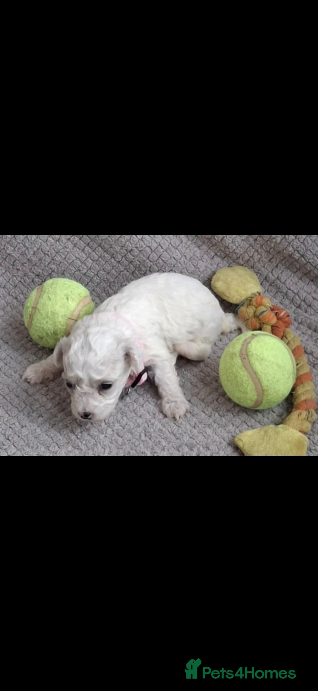 Bichon Frise dogs for sale: Beautiful Bichon Frise Litter 3M/1F – Puppy Pack - Image 7