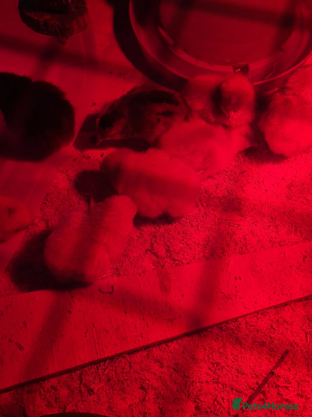 Chickens poultry for sale: Baby Chicks for sale - Advert 9