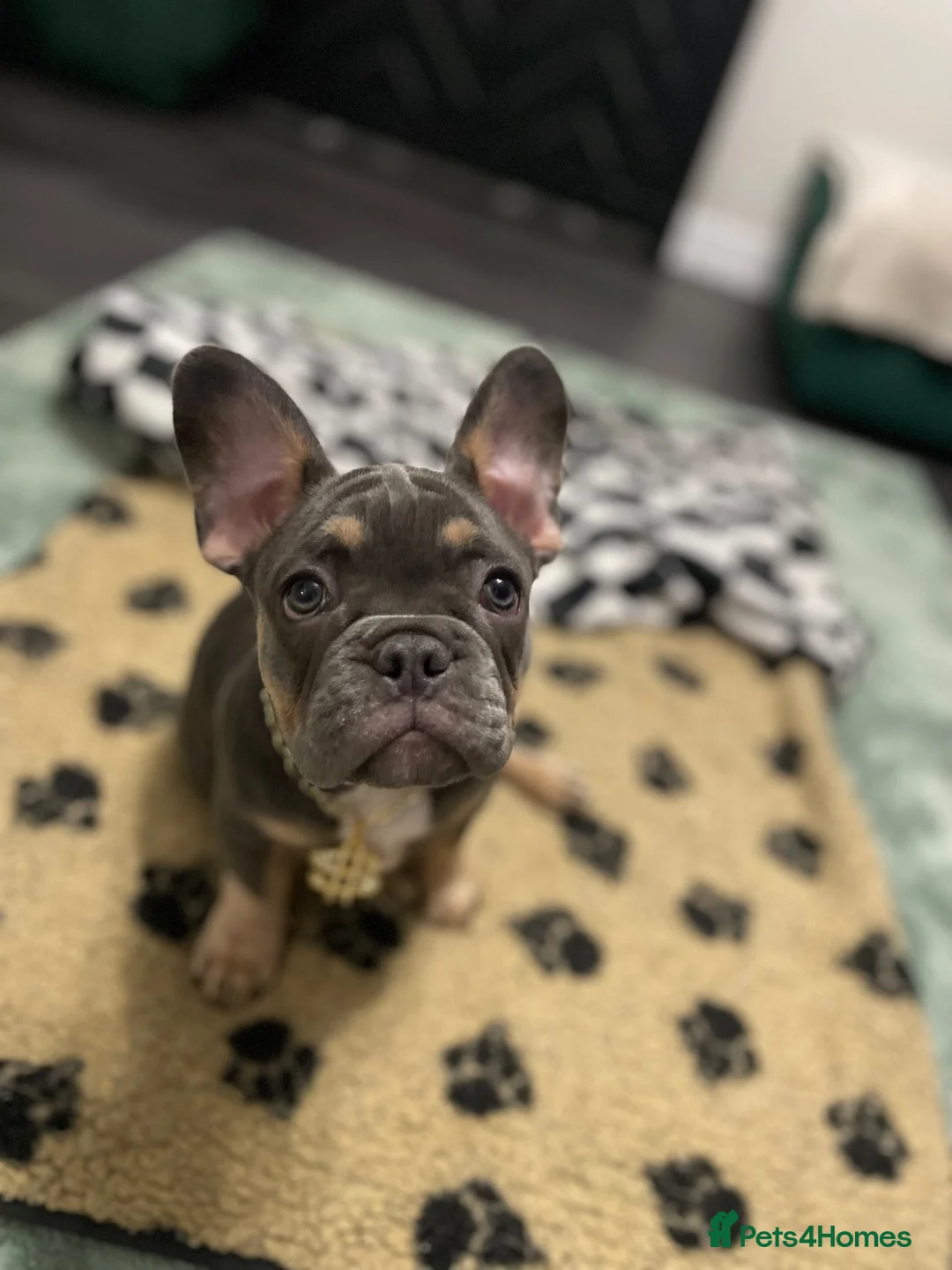 French Bulldog dogs for sale: 🐾 Beautiful French Bulldog Puppies 🐾 - Advert 6