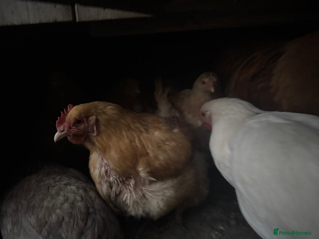 Chickens poultry for sale: Flock of Chickens - Image 19