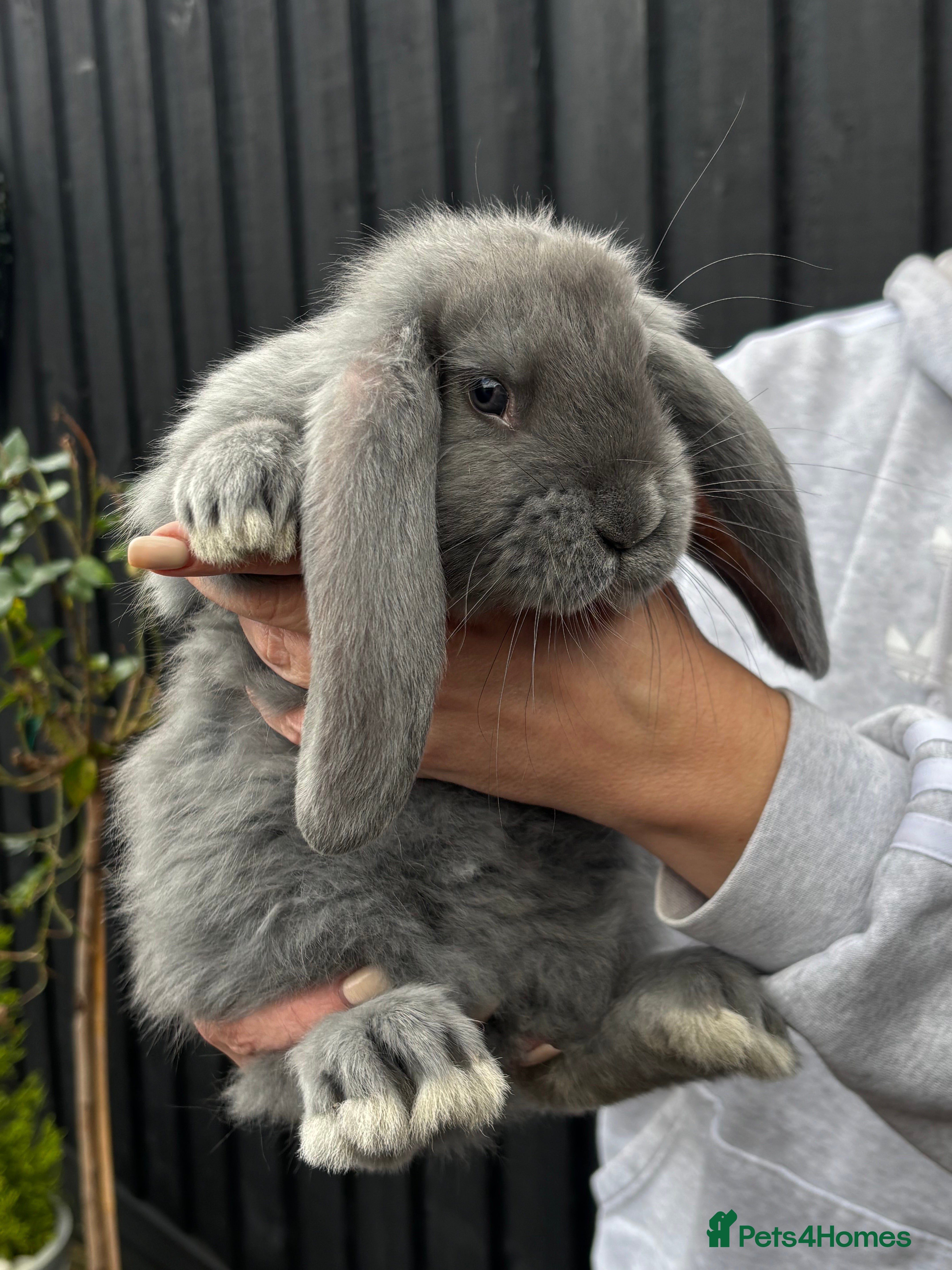 French Lop rabbits Gorgeous French Lop babies ❤️ - Advert 1