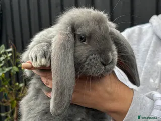 French Lop rabbits Gorgeous French Lop babies ❤️ - Advert 2