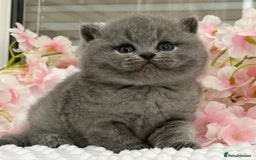 British Shorthair cats for sale: Stunning British Kittens - Image 6