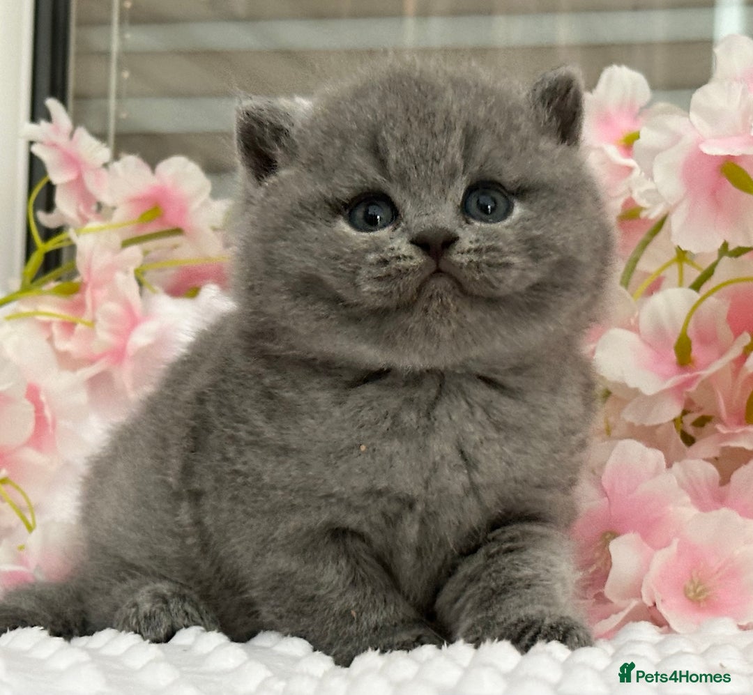 British Shorthair cats for sale: Stunning British Kittens - Image 6