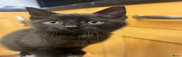 Mixed Breed cats for sale: Male kitten - Advert 14