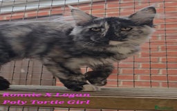 Maine Coon cats for sale: VARIOUS FULL PEDIGREE MAINE COON KITTENS FOR SALE in Rotherham - Image 6