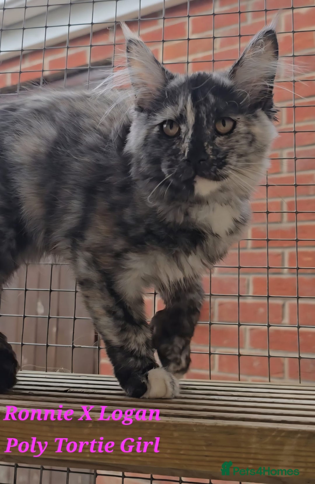 Maine Coon cats for sale: VARIOUS FULL PEDIGREE MAINE COON KITTENS FOR SALE in Rotherham - Image 6