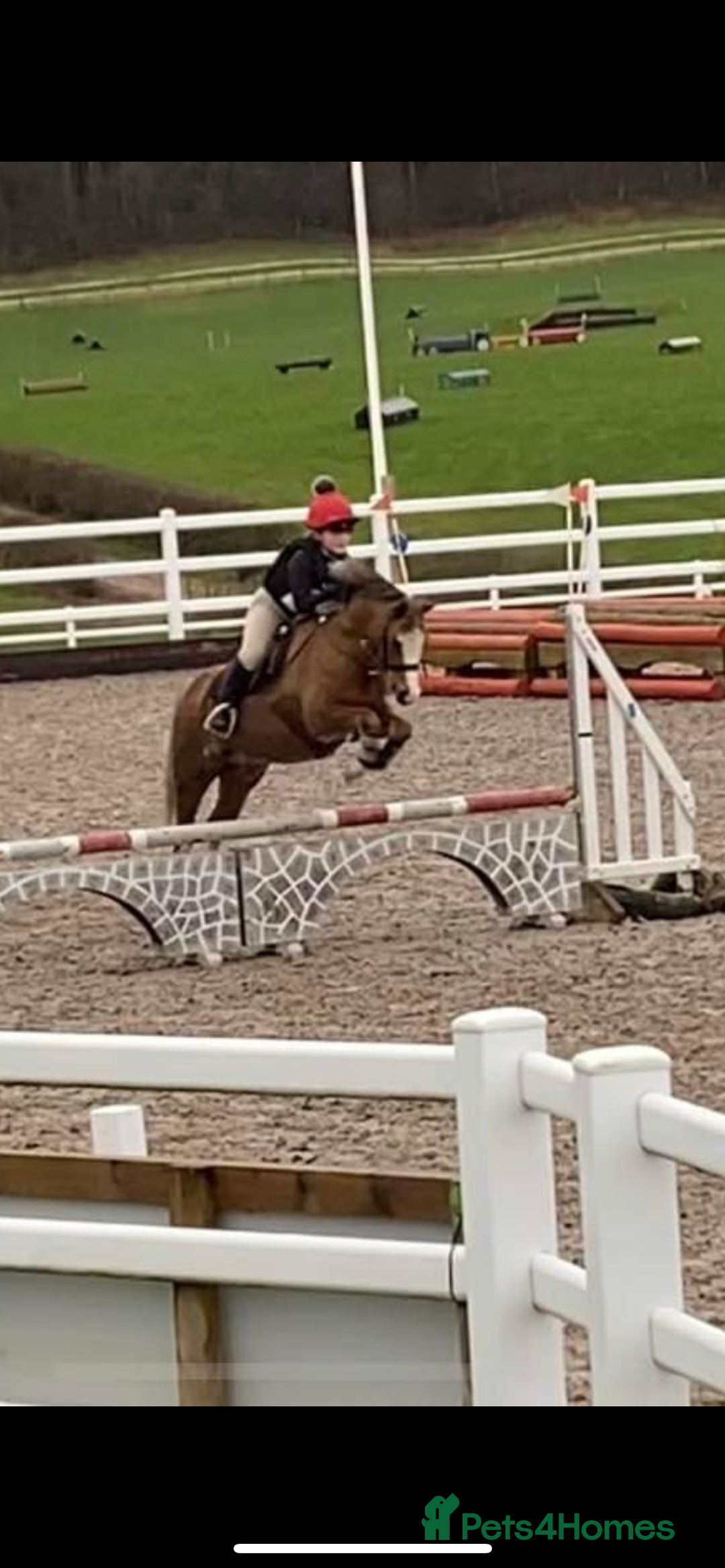Welsh Section B horses for sale: 🎀Bunbury Zianna aka Annie 🎀 - Image 20