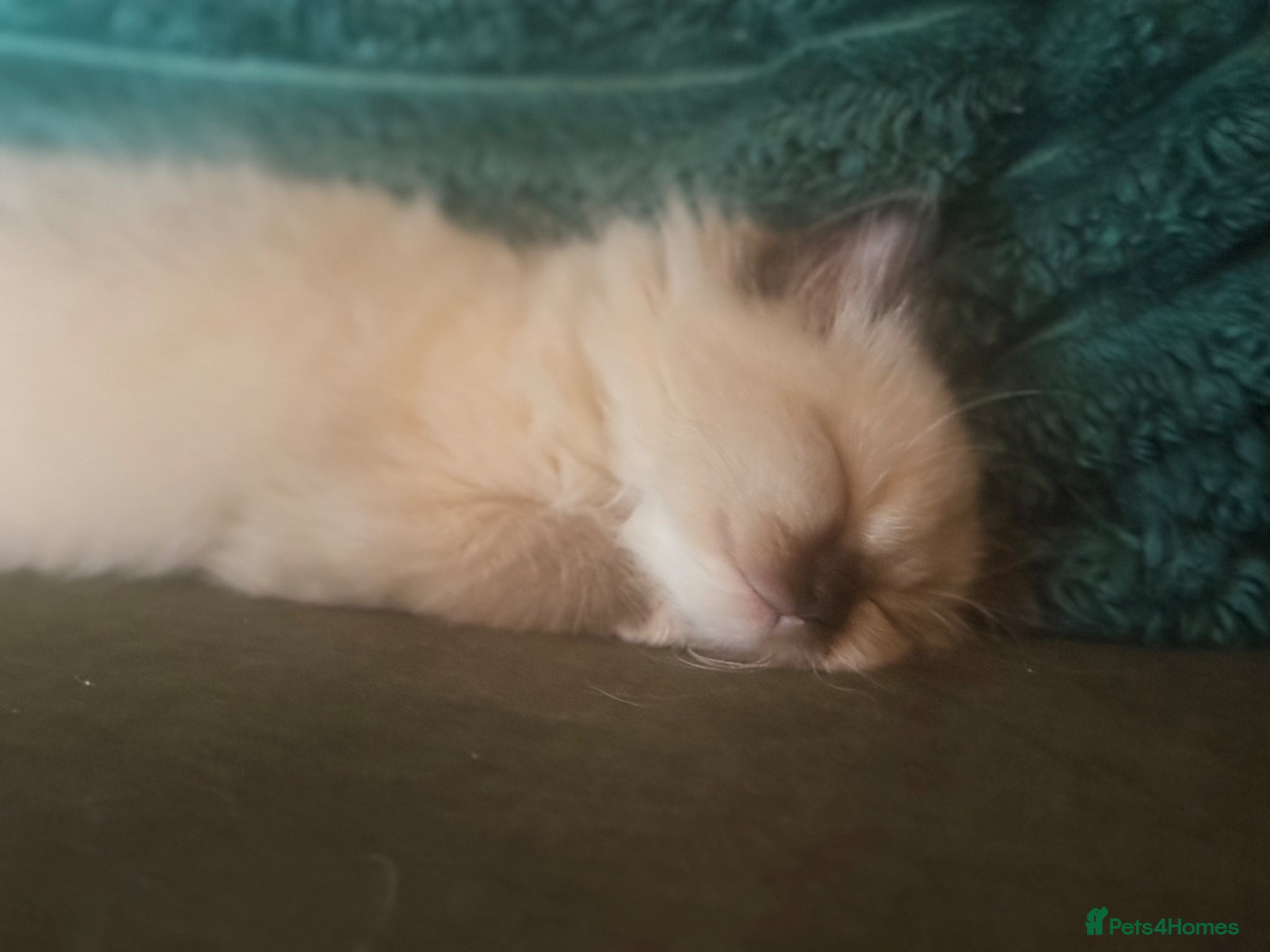 Ragdoll cats Stunning Ragdoll kittens (last 2 left) - Advert 2