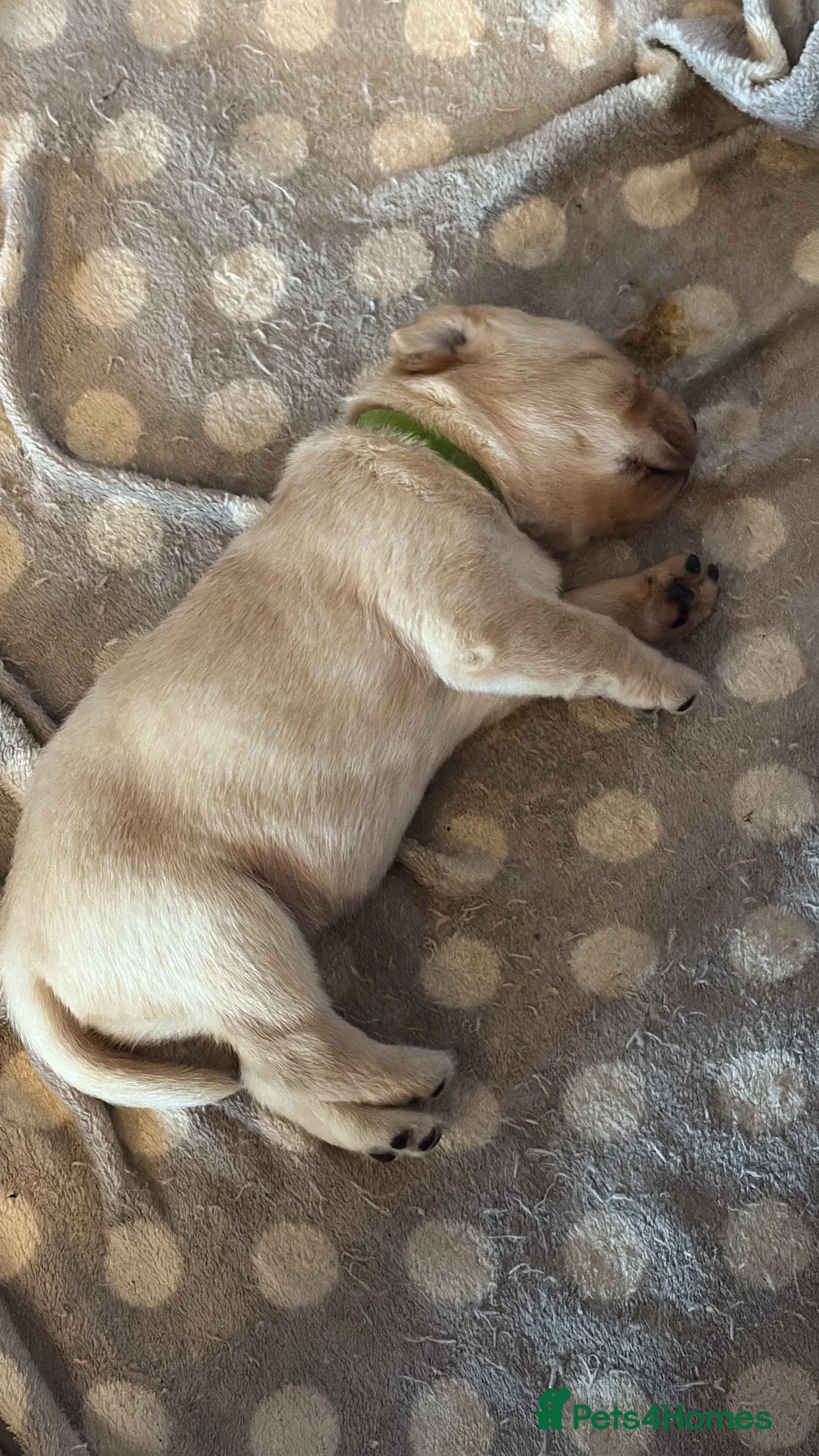 Labrador Retriever dogs for sale: 3 Adorable Labrador puppies all female  - Advert 2