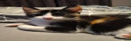 Domestic Shorthair cats for sale: 5 beautiful lovely kittens 🐾🐾 in Boston - Advert 21