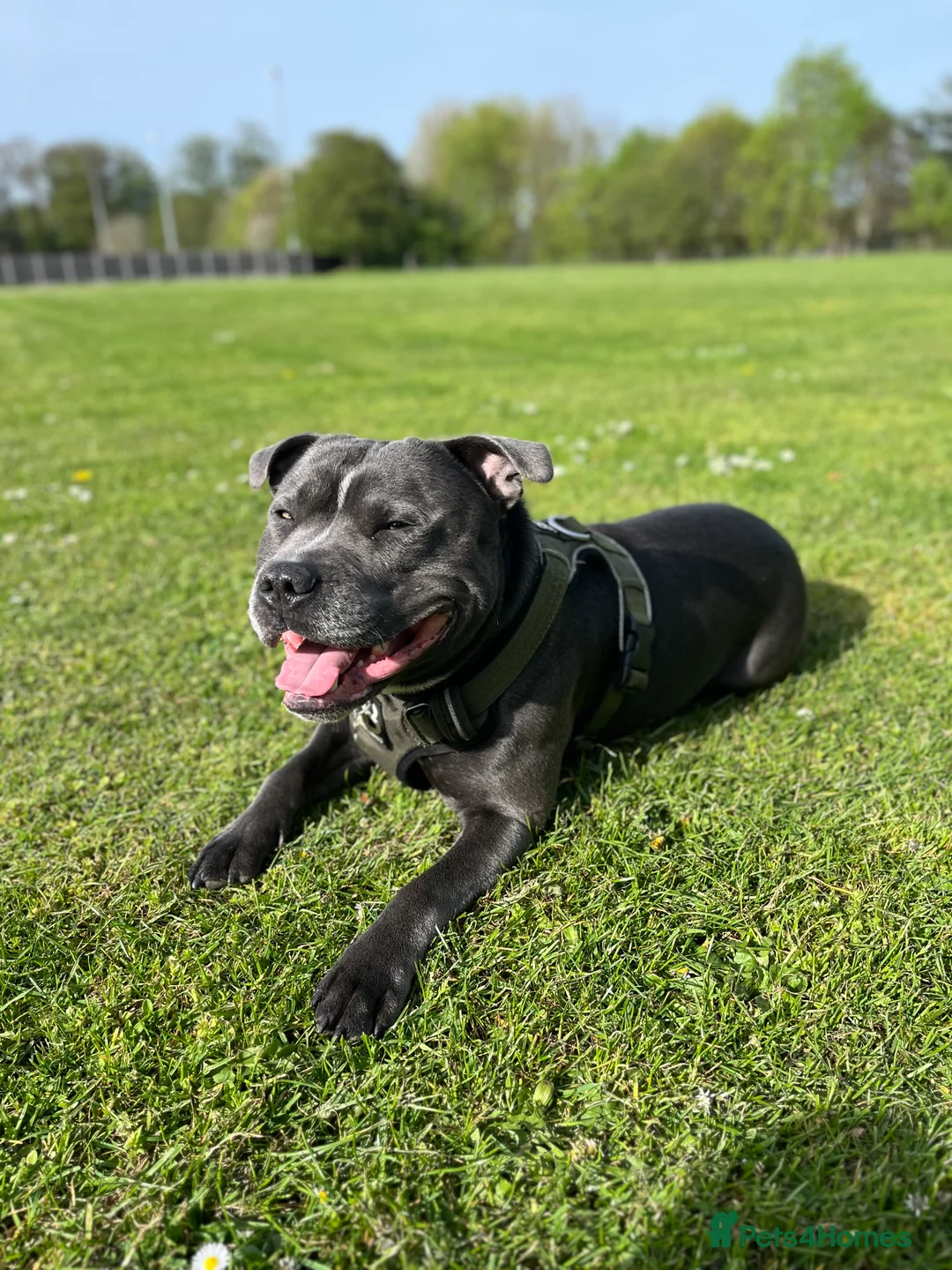 Staffordshire Bull Terrier dogs for stud: BLUE Staffy boy is ready for stud  - Advert 6