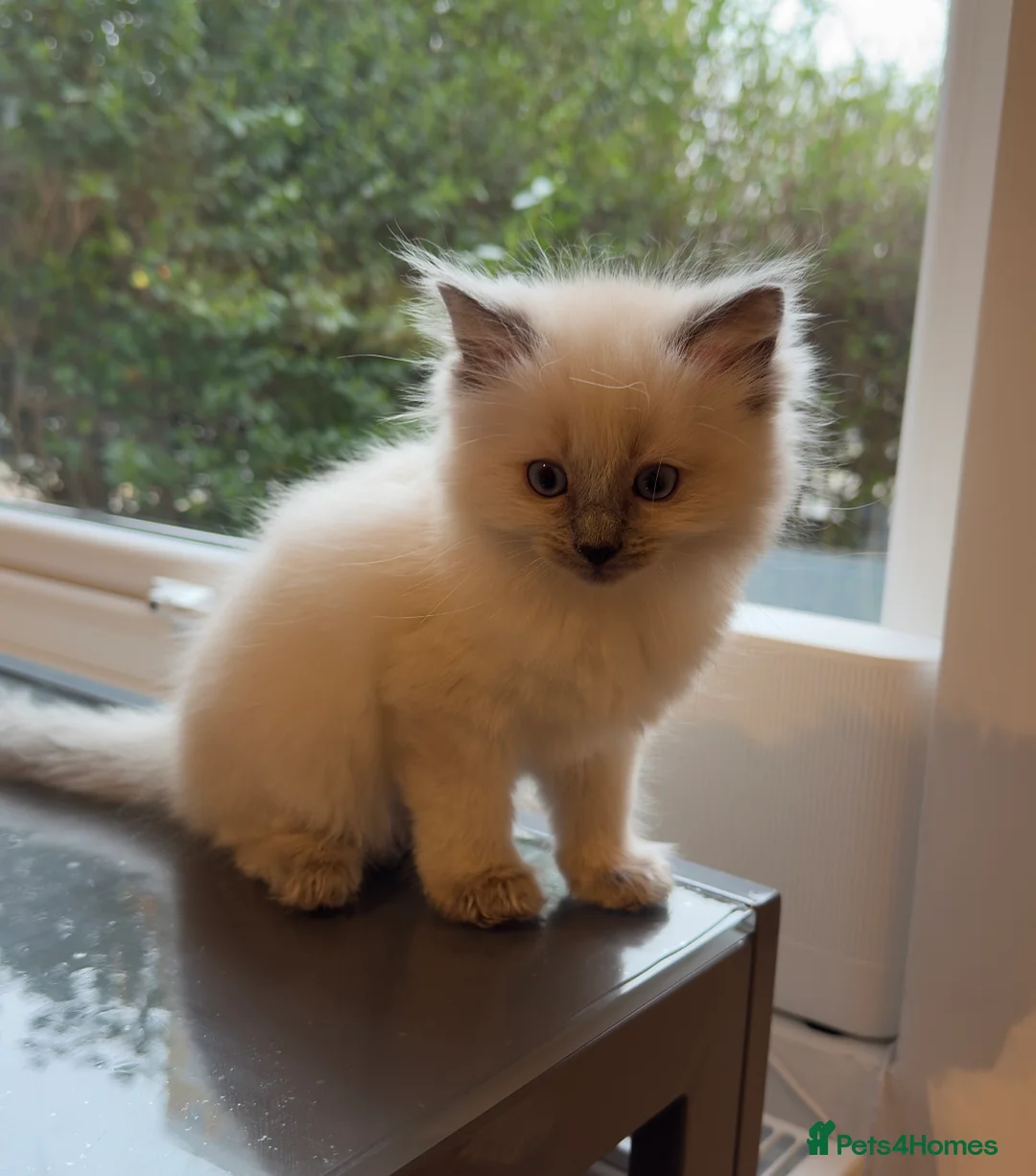 Ragdoll cats for sale: Blue eye🥹, pure pedigree Ragdoll kitten 😍 - Advert 2