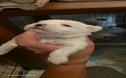 Maltese dogs for sale: Puppy maltese - Image 9