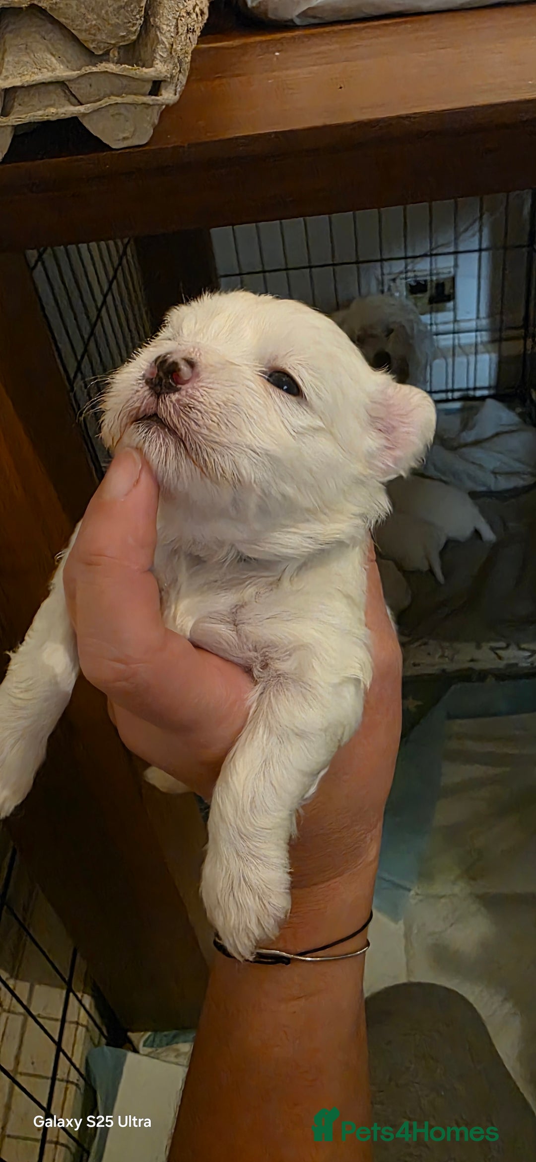 Maltese dogs for sale: Puppy maltese - Image 9