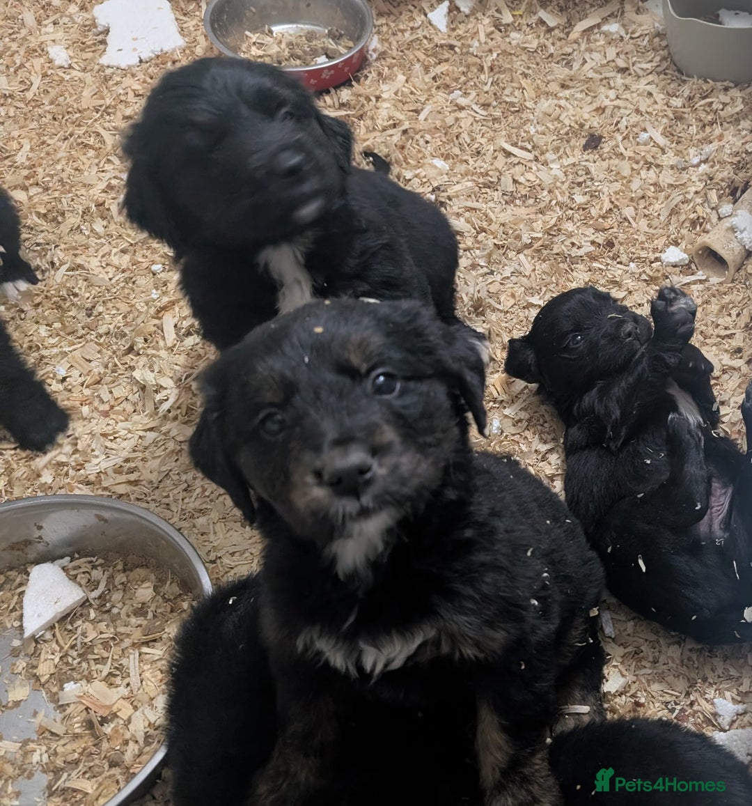 Mixed Breed dogs for sale:  berneses moutain dog x golden retriever - Advert 5