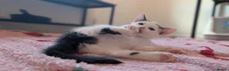 British Shorthair cats for sale: 1 beautiful female left! - Advert 4