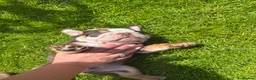 English Bulldog dogs for sale: Bulldogs - Advert 6