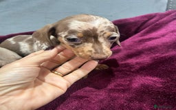 Miniature Dachshund dogs for sale: Miniature dachshund puppies  - Advert 7